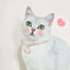 Pet Supplies Accessories for Cats Adjustable Cat Necklace for Kitten Puppy Small Dog Cat Breakaway Bell Collar with Cute Pendant