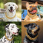 23MM Gold Dog Collar,Dog Chain Collars with Cuban Link Dog Collar,Heavy Duty Training Collar Chew Proof for Medium Dogs