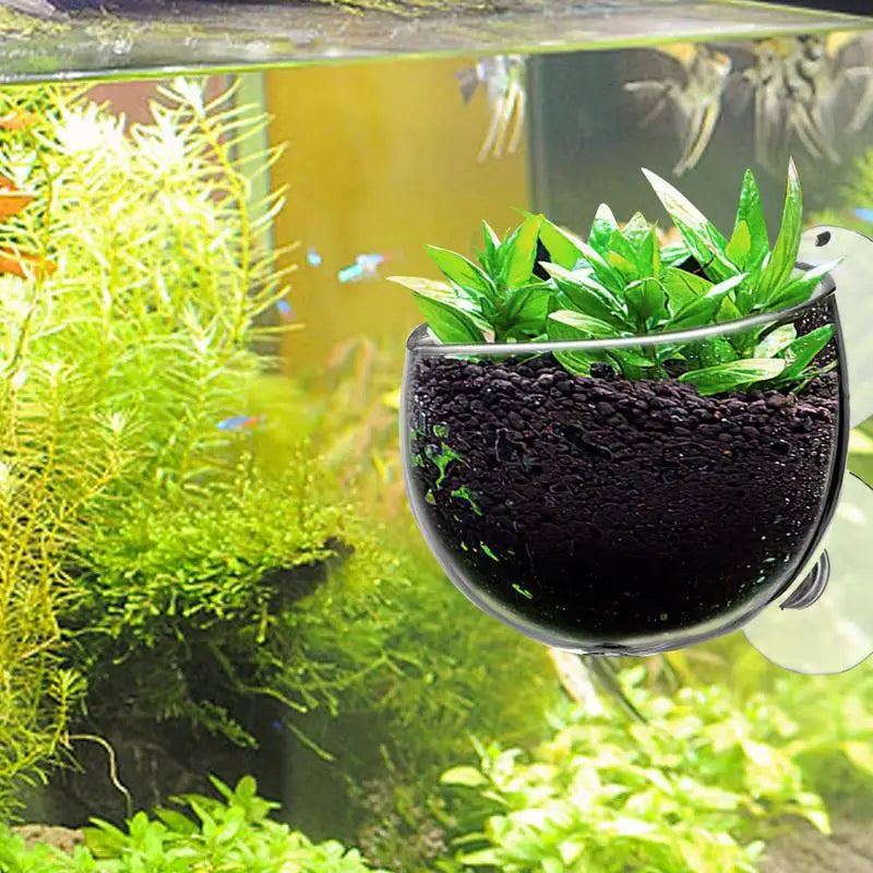 Aquarium Plant Holder Clear Aquarium Tank Live Plant Pot Aquatic Planter With Suction Cups Red Shrimp Live Plants Fish Tank
