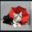 Cat Halloween Costume Pet Cloak Red Black Kitten Cape Pet Puppy Apparel Halloween Party Costume for Small Dogs Cats Accessories