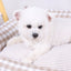 Dog Beds for Small Dogs Plaid Bed Pet Supplies Accessory Sofa Cushions Big Large Puppy Accessories Blanket Cats Baskets Pets Mat