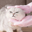 Pet cat bath accessories Scrub brush Teddy silicone bath gloves anti-scratch and anti-bite bath products