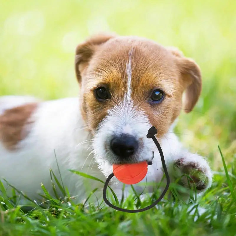 Dog Training Ball On Rope Pet Playing Balls Toys Outdoor Playing Keep Teeth Healthy And Boost Physical And Mental Health For Dog