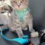Dog Car Leash Seat Belt Attachment for Dogs Cats Pets Adjustable Safety Elastic Lead Harness for Cars with Elastic Nylon Buffer