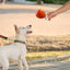Chicken Leg Pet Toy Cute Dog Interactive Puppy Toys Halloween Dog Toy Funny Chicken Leg Squeaky Dog Toys Dog Chew Toys