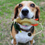 Duck Bumper Toy Dog Retriever Outdoor Training Toy Dog outdoor Training Duck Toy For Dogs Simulation Animal Shaped Toys for Pet