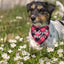 Adopt Me Dog Accessories Dog Bandanas Plaid Adjustable Scarves for Dogs and Cats