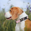 GPS Collar For Dogs Reflective Tracking Collars Reflective Dog Collar Pet Collars Adjustable For Cats Kittens Dogs Puppies
