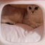 Pet  Warm Bed Cave Nest Mushroom Shape Cat Winter Tent Warming Puppy House Cozy Kitten Sleeping Tent Cave Beds For Small Pets