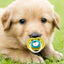 Pet Dog Silicone Pacifier Cat Dog Pacifier Chew Toy Cartoon Pet Puppy Molar Teeth Cleaning Cat Dog Chew Toy Food Grade Puppy