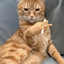 Cat Novelty Toys Teasing Cat TPR Soft Finger Gloves Funny Mini Hands Creative Finger Toys Fake Hand Cat Interactive Toys