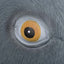 Headgear Pigeon Mask Super Cute Sparrow Mask Latex Animal Headgear Green Bird Headgear Day Dove Creative Party Accessories