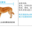 Dog House Outdoor Large Dog Kennel Wooden VillaHouse Cat Nest Rainproof Waterproof Sunscreen Outdoor Pet Cage