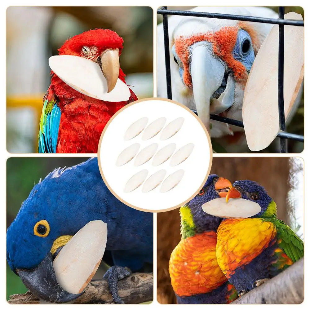 Natural Cuddle Bone Parrot Chew Toys Chewing Cuttlefish Bone Bird Cuttlebone Environmental Protective Toy