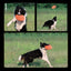 Rubber Flying Saucer Interactive Dog Toy For Large Dogs Soft Dog Accessories Puppy Training Supply Puzzle Activity Game Chewers