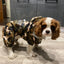 Dogs Raincoat Adjustable Puppy Dog Raincoat Waterproof 4 Legs Raincoat for Small Dogs Outdoor Pet Poncho with Reflective Strap