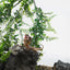 UXCELL Artificial Terrarium Reptile Plants Plastic Leaf Vines for for Tank Pet Habitat Decorations Amphibian Lizard Snack