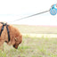 5-meter-long Pet Leash with Automatic Telescopic Dog Leash