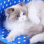 Cats Bed Dot Sponge Pad Dog Accessories Houses and Habitats Pet House Puppy Goods All Supplies Cushions Things Beds Basket Mat
