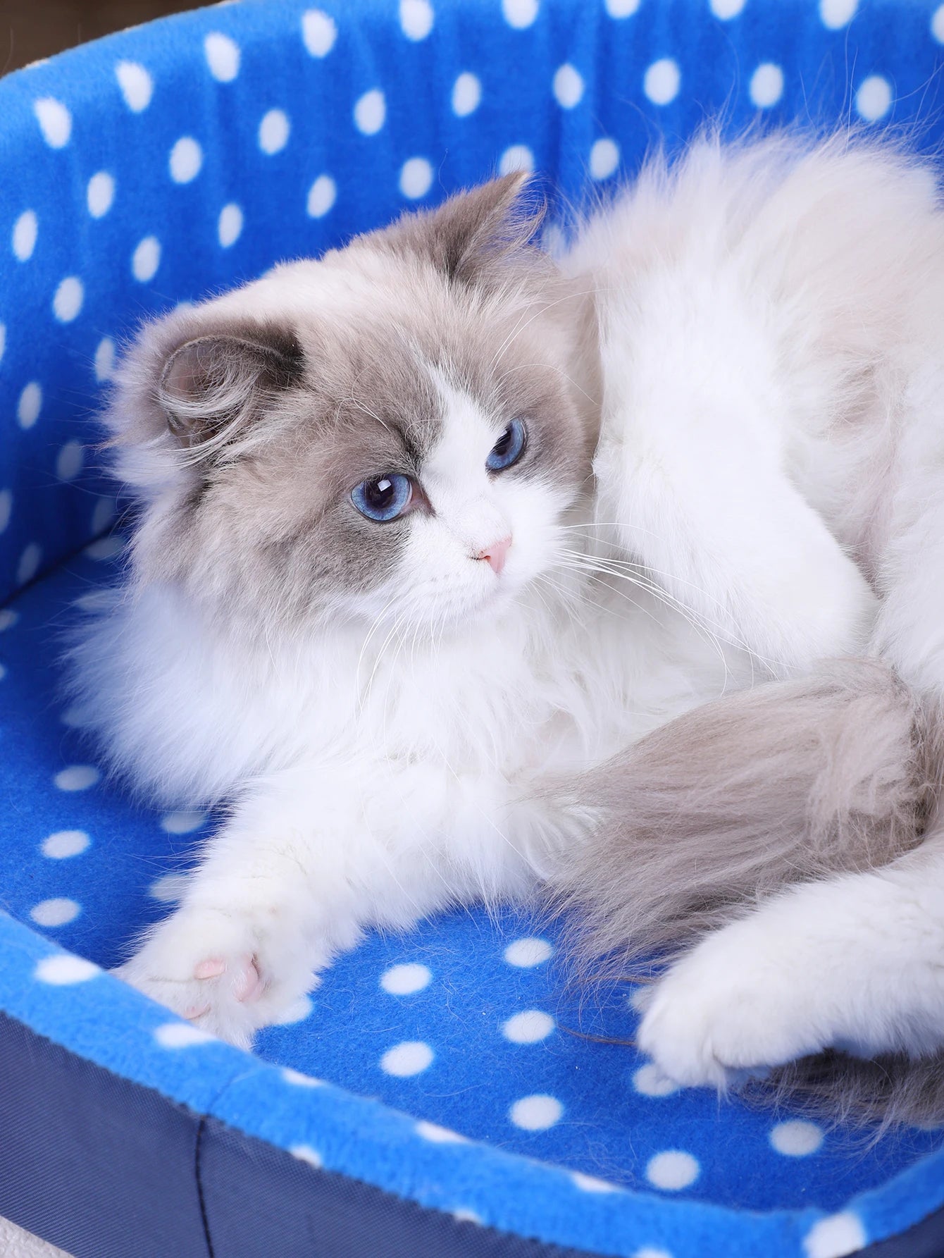 Cats Bed Dot Sponge Pad Dog Accessories Houses and Habitats Pet House Puppy Goods All Supplies Cushions Things Beds Basket Mat