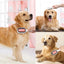 Cats Hair Brushes Grooming Massage Comb Pet Double Sided Hair Remover Brush Dog and Cat Home Accessory cats products for pets