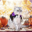 Pet Dog Cat Witch Hat Bandana Cosplay Prop Halloween Fancy Dress Costume Outfit Cat Costumes Photo Props Headwear