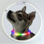 4 Modes Dog Luminou Charge Collar Led Usb Cat Silicone Colorful Collar Detachable Night Glow Pet Loss Prevention Dog Accessories