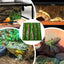 Reptile Cork Terrarium Background Lizard Habitat Decorations Bark Backdrop Reptile Habitat Decor With Artificial Moss for Gecko