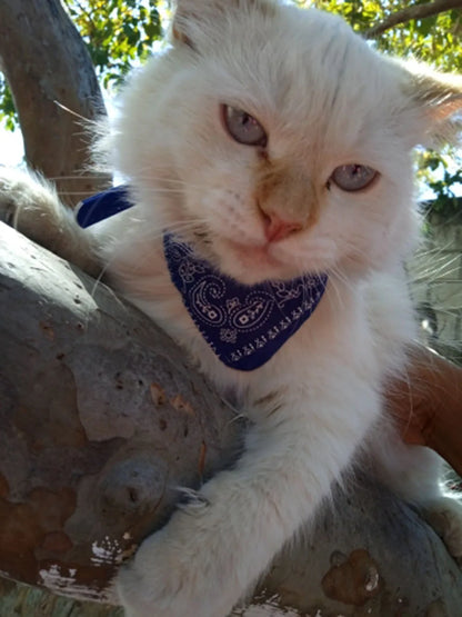 Small Dog Cat Bandana Collar Adjustable Puppy Dog Kitten Neckerchief PU Collar with Printed Triangular Scarf Pet Collar for Cat