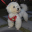 Reflective Pet Harness And Leash Set For Dog & Cat, No Pull Dog Vest Harness With Breathable Mesh