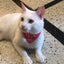 Small Dog Cat Bandana Collar Adjustable Puppy Dog Kitten Neckerchief PU Collar with Printed Triangular Scarf Pet Collar for Cat