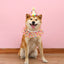 Pet Birthday Accessories Small Dog Cat Birthday Hat with Bandana Collar Pet Birthday Decorations for Kitten Pet Party Outfits