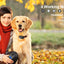 Dog Training Collar with Remote, Waterproof Shock Collar for Large Medium Small Dogs, Training Collar fo Smart Dog Shock Collar