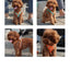 Pet Suede Chest Harness Vest Dog Strap Reflective Leash Retractable For Small Light And Convenientn