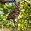 Farm Protector Bird Scarer Owl Scarecrow Scarer Pendant Garden Protector Pendant Waterproof With Bell Fake Bird Scarecrow Bird