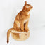 Wall Mounted Cat Climbing Cat Tree Cat Stairs Frame Wooden Cat Jumping Platform Cat Ladder Scratching Post Rest and Playing
