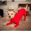 Dog Onesie Clothes Shedding of Dog Hair for Home Car Travel Anxiety Calming Shirt Surgery Recovery Body Jumpsuit for Large Dogs