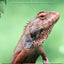 UVA+UVB Reptile Full Spectrum LED Light Turtle Lizard Snake Terrarium Sunbathe Heat Lamp 10.0 20.0 Sun Lamp Sunbathe Heat Lamp
