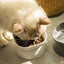 Dual-purpose Cat/Dog Food Bowl, Elevated Anti-Vomiting Cat Feeder Whisker Stress-Free Dog Plastic Cat Feeding Bowls