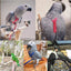 Training Flying Traction Rope Anti-Bite Training Rope Bird Parrot Flying Rope Parrot Harness Bird Harness Leash
