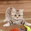 Cat Interactive Ball Toys Automatic Rolling Ball Faux Tail Rechargeable Smart Pet Electric Toy Dog Cat Training Imitate Mouse