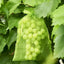 50Pcs Fruit Protection Anti-Bird Bags Strawberry Grapes Mesh Bag Plante Vegetable Netting Cover Garden Tool