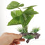 Plant For Fish Tank Lasting Widely-used Decorative Aquarium Grass Freshwater Aquarium Plant Betta Fish Tank Plants Landscaping