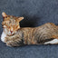 50cm Cute Lifelike 3D Cat Dog Plush Toys Stuffed Soft Animal Doll Simulation Sleep Pillow Sofa Cushion Home Decor Gift