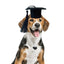 Black Dog Graduation Hats Small Dog Graduation Hats With Black Tassel Mini Animal Graduation Hat Small Animal Bachelor Hat
