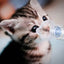 Aerosol Inhaler Spacer Chamber Manual Cats Dogs Nebulizer Nebulizer Mask for Dog Cat Animals And Human Adult Child