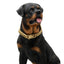 Gold Dog Chain Collar 15mm Stainless Steel Cuban Link Chain Strong Heavy Duty Chew Proof Dog Necklace with Buckle for Dogs