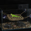 UXCELL Reptile Climbings Jute Ropes Hermit Climbing Rope Ladder Trapez With Suction Cup for Tank Terrarium Accessories