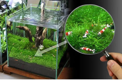 5Pcs Stainless Steel Aquarium Plant Net Aquatic Moss Plants Landscaping Aquatic Fish Tank Decoration Accessories 8cmx8cm acuario