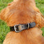 Unisex Studded Dog Collar Adjustable PU Leather Collars for Medium and Large Dogs Pet Necklace for Doberman Big Dogs Products